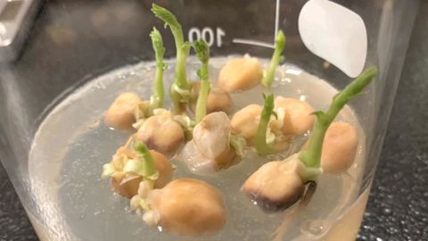 Le fournisseur israélien de technologies agricoles, en particulier d’engrais, Haifa Group, participe à un projet de recherche sur la culture de pois chiches dans l’espace. ©viv Labs